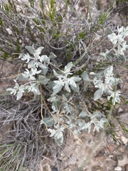 Tidestromia suffruticosa