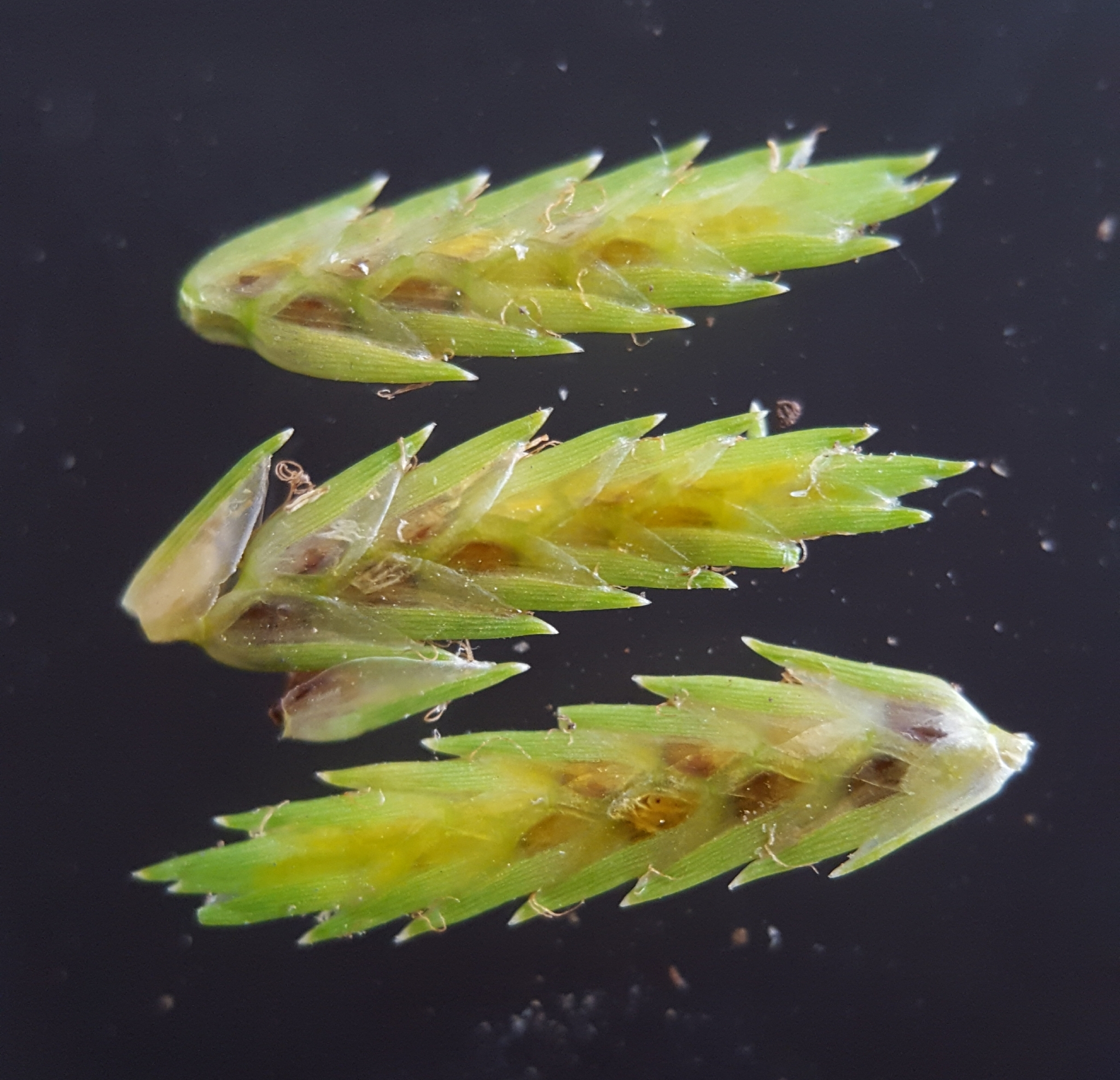 (c) François Rousseu, certains droits réservés (CC BY-NC) https://www.inaturalist.org/observations/89041697