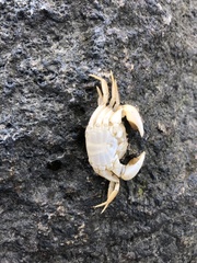 Hemigrapsus takanoi