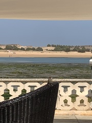 Passer domesticus tingitanus