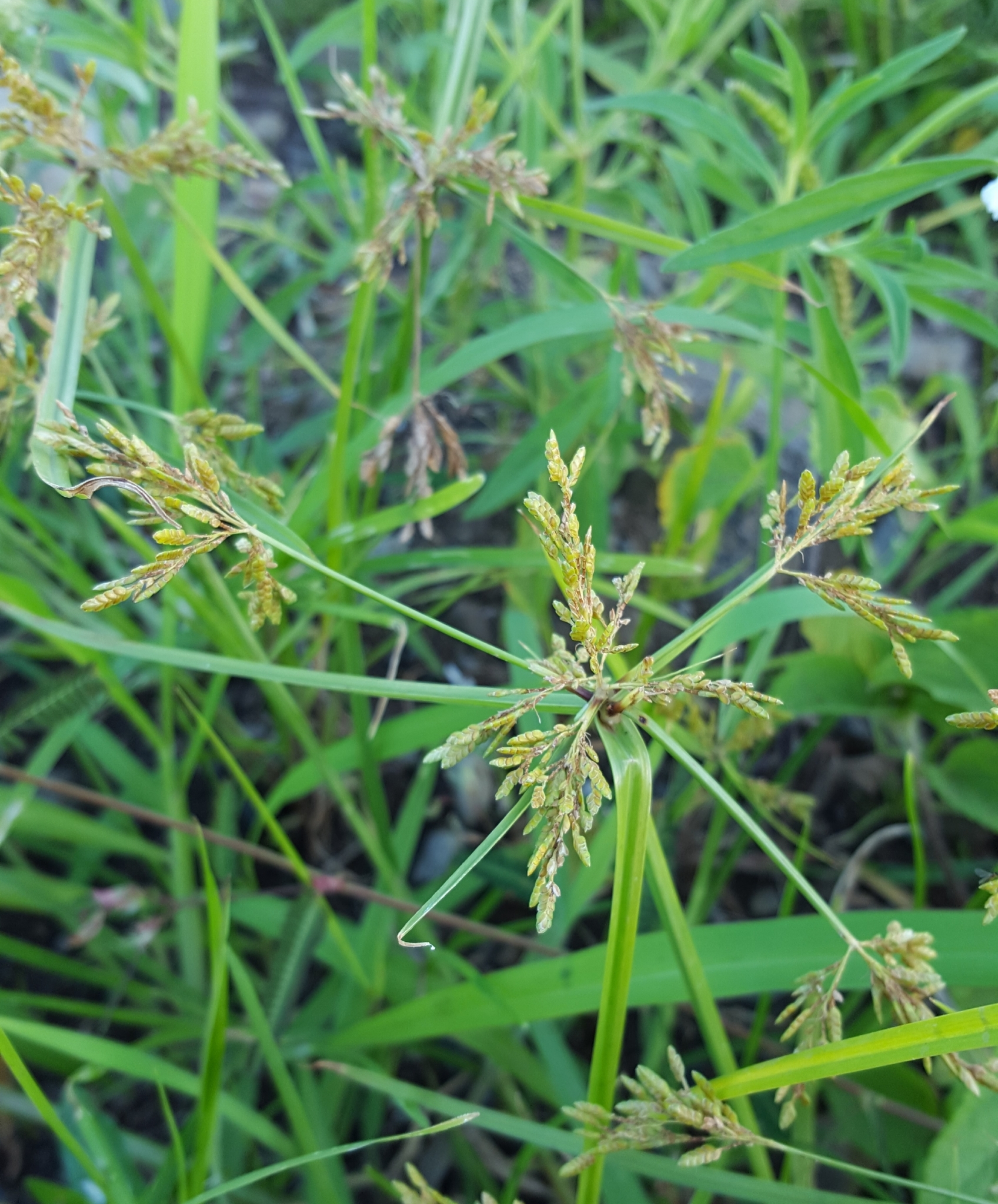 (c) François Rousseu, certains droits réservés (CC BY-NC) https://www.inaturalist.org/observations/89041792