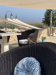 Passer domesticus tingitanus