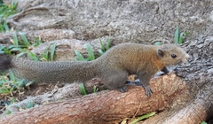 Gray-Bellied Squirrel photo 1