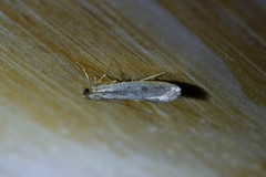 Tinea pallescentella