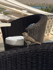 Passer domesticus tingitanus