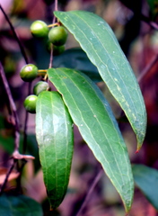 Smilax glyciphylla