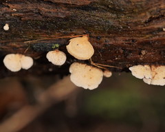 Panellus luxfilamentus