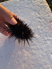 Mesocentrotus nudus