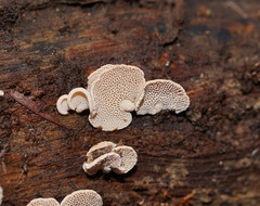 Panellus luxfilamentus