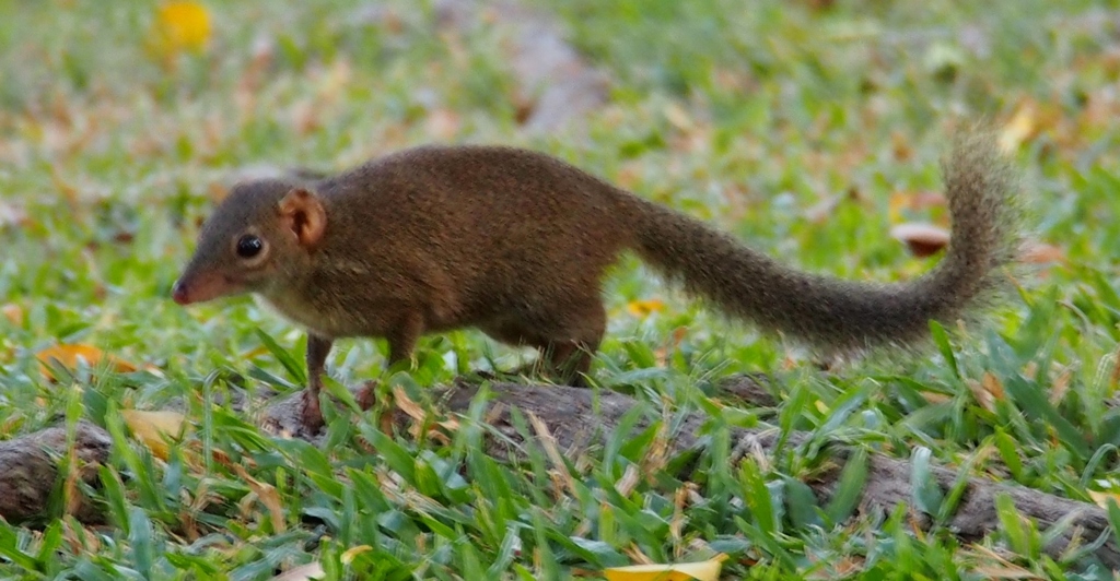 树鼩 (版纳植物园内的珍稀濒危动物) · iNaturalist
