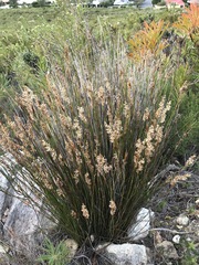 Hypodiscus argenteus