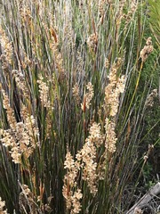 Hypodiscus argenteus