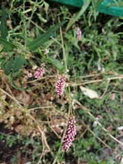 Persicaria maculosa