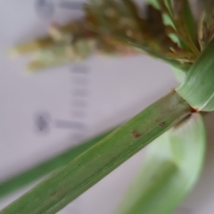 Cyperus iria image