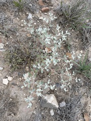 Tidestromia suffruticosa