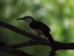 Campylorhynchus griseus