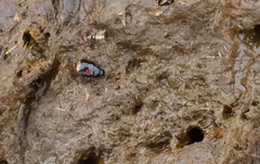 Sphaeridium scarabaeoides