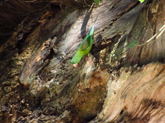 Brotogeris jugularis