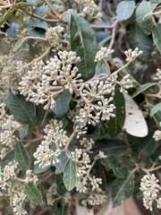 Pomaderris elliptica