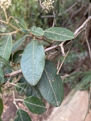 Pomaderris elliptica