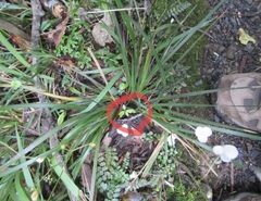 Elaeocarpus dentatus