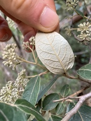 Pomaderris elliptica