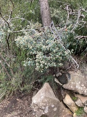 Pomaderris elliptica