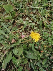 Taraxacum officinale