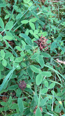 Trifolium medium
