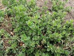 Polygonum
