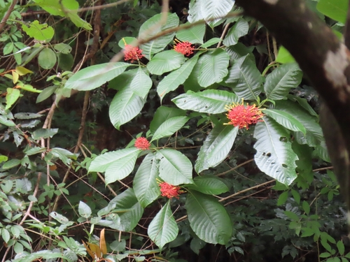 Image of Isertia haenkeana by (c) Maria Janeiro, some rights reserved (CC BY)