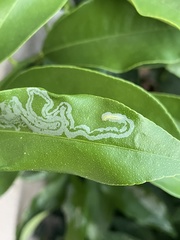 Phyllocnistis citrella