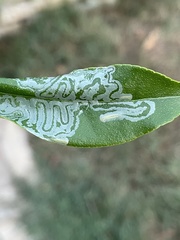 Phyllocnistis citrella