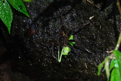 Dolomedes raptor