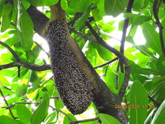 Apis dorsata breviligula