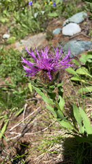 Centaurea phrygia