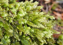 Cyathophorum bulbosum