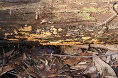 Gloeoporellus merulinus