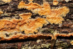 Gloeoporellus merulinus