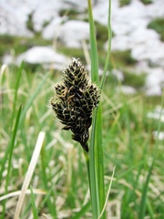 Carex parviflora