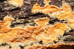 Gloeoporellus merulinus