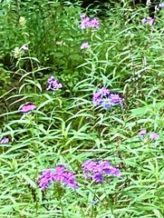 Phlox carolina