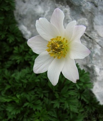 Anemonoides baldensis