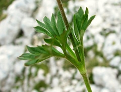 Anemonoides baldensis