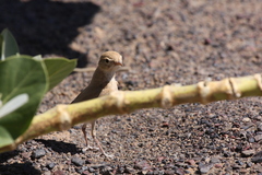 Ammomanes cinctura