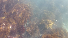 Carpophyllum plumosum