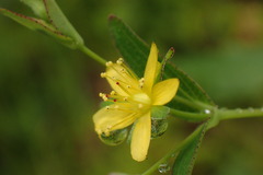 Hypericum taihezanense