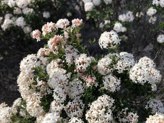 Pomaderris obcordata