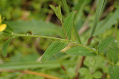 Hypericum taihezanense