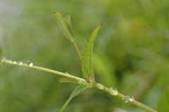 Hypericum taihezanense